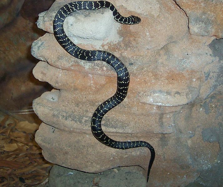 File:Broad headed snake.JPG