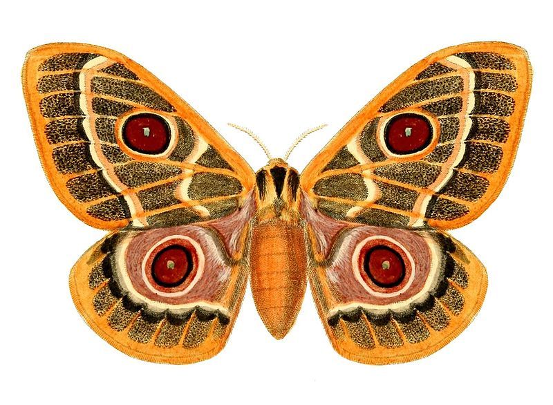 File:Bunaeopsis zaddachii.jpg