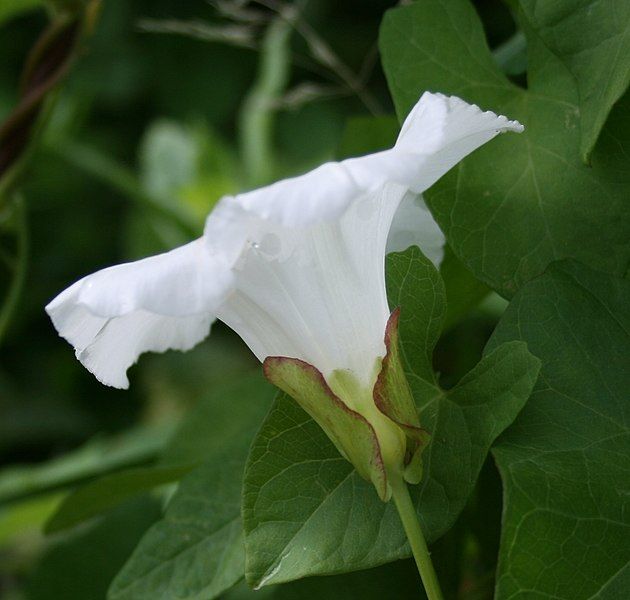 File:Calystegia sepium bracteoles.jpg