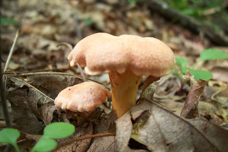 File:Cantharellus persicinus 52575.jpg