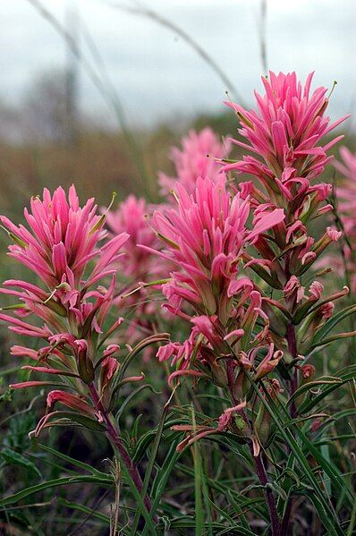 File:Castilleja purpurea.jpg