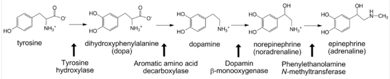 File:Catecholamine biosynthesis.png