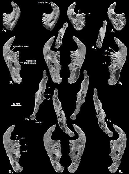 File:Catopsbaatar dentaries.jpg