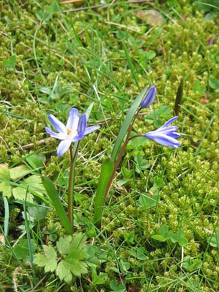 File:Chionodoxa forbesii03.jpg