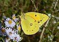 Orange Sulphur