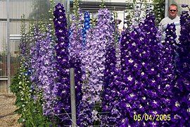 Delphinium - Delphinium elatum