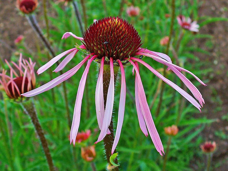 File:Echinacea pallida 003.JPG