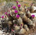 Echinocereus engelmannii