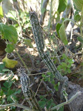 Plant growing in habitat in Nuevo León