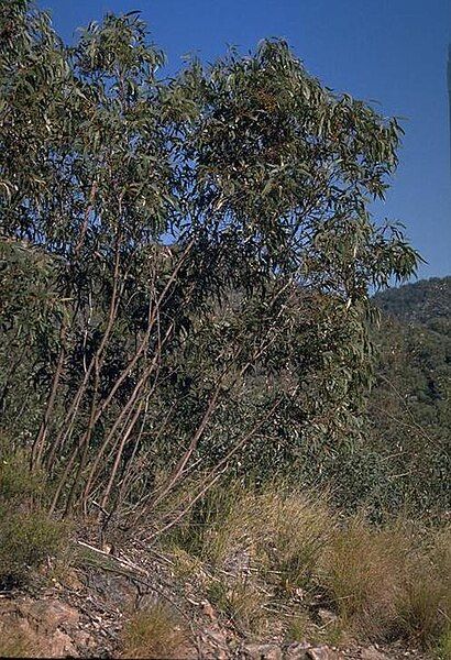 File:Eucalyptus pumila.jpg