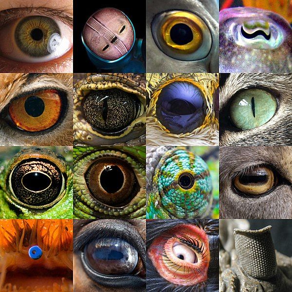 File:Eyes of Animalia.jpg