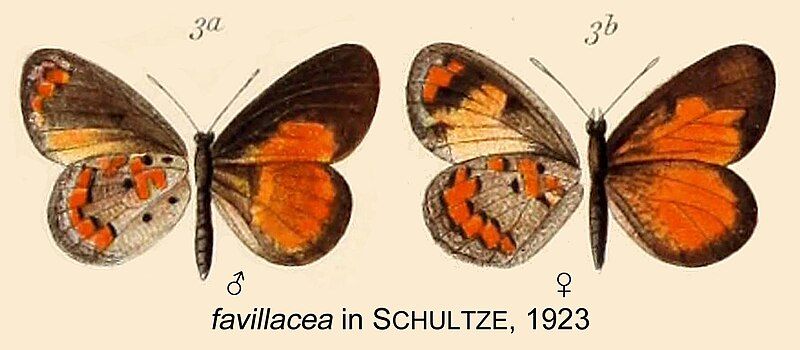 File:Favillacea inSchultze1923.jpg