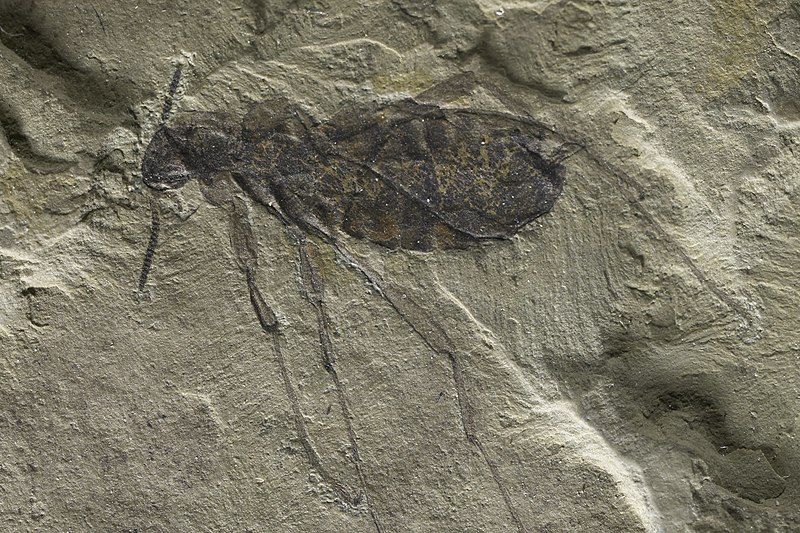 File:Fossil-flea-292224-large.jpg