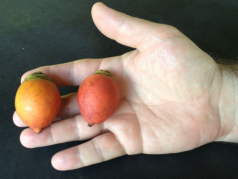 File:Foxtail Palm fruits.JPG