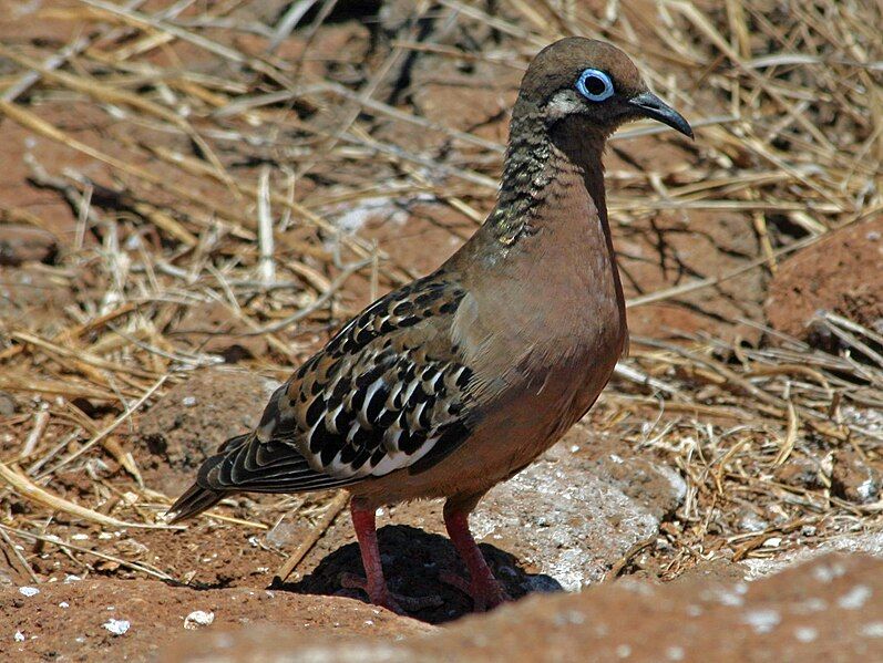 File:Galapagos Dove RWD2.jpg