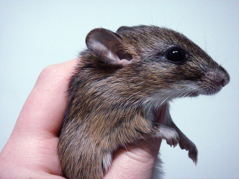 File:Gerbilliscus kempi SierraLeone.jpg