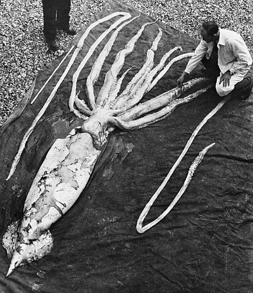 File:Giant squid Ranheim2.jpg