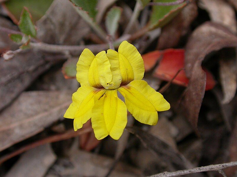 File:Goodenia hederacea (3042169473).jpg