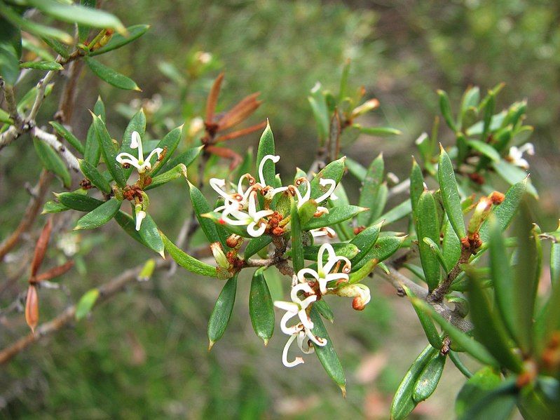 File:Grevillea australis.jpg