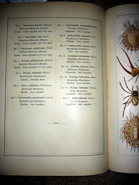 File:Haeckel Arachnida text.JPG