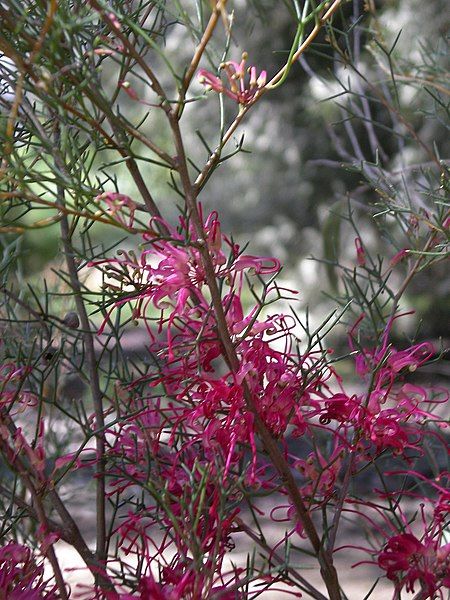 File:Hakea purpurea.JPG