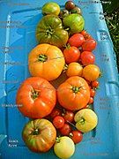 Heirloom cultivars Brandywine (biggest red), Black Krim (lower left) and Green Zebra (top left)