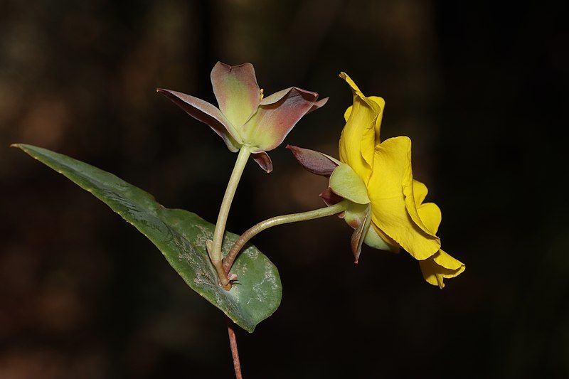 File:Hibbertia perfoliata leaf.jpg