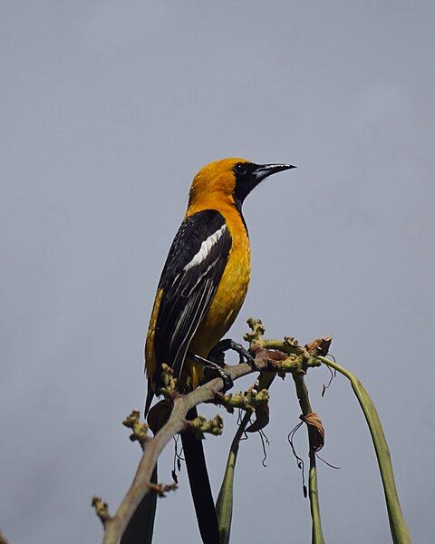 File:Hooded Oriole (34135625394).jpg