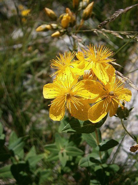 File:Hypericum richeri 002.jpg