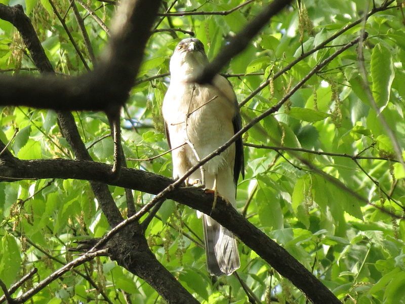 File:Japanese sparrowhawk Male01.jpg