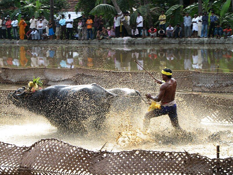 File:Kambala.jpg