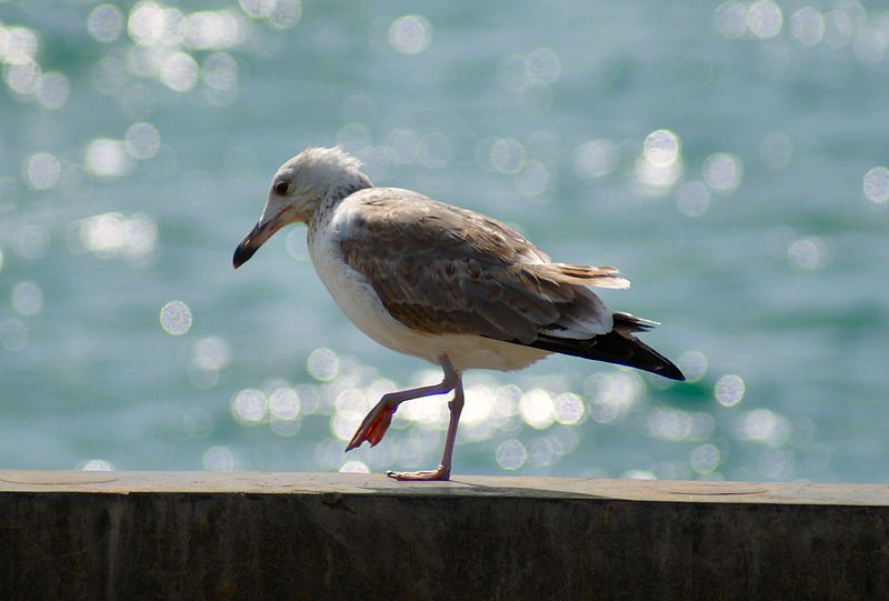 File:Larus ichthyaetus.jpg