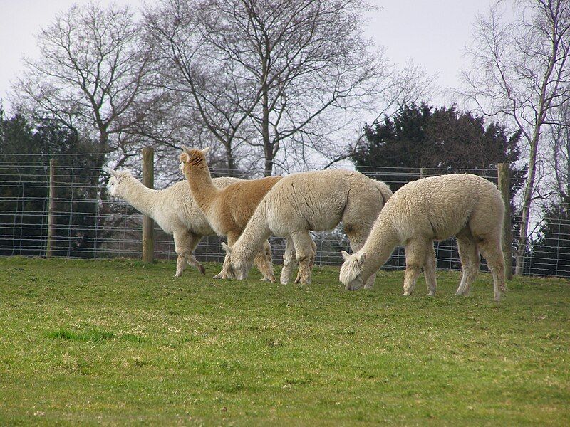 File:Llamapark-003.JPG