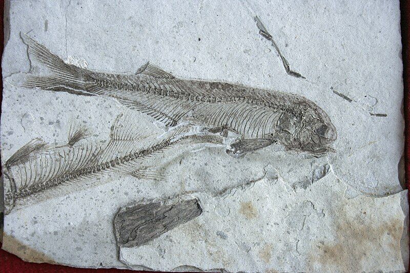 File:Lycoptera Fish fossil.jpg