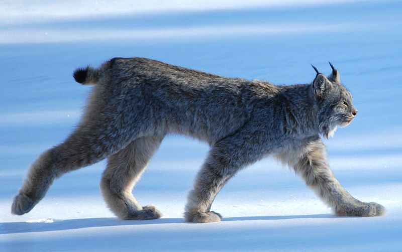 File:Lynx Canadensis.jpg