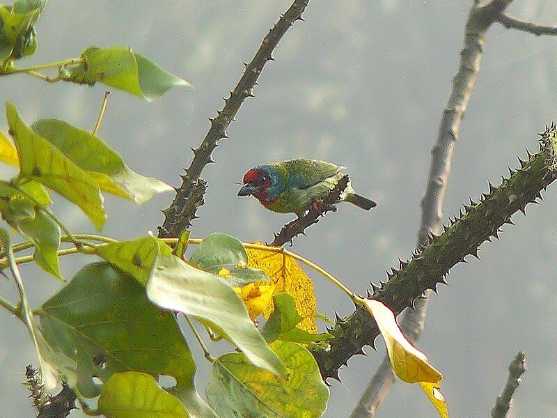 File:Malabar Barbet.jpg