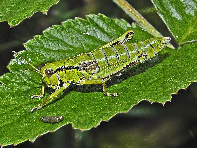 File:Miramella alpina.jpg