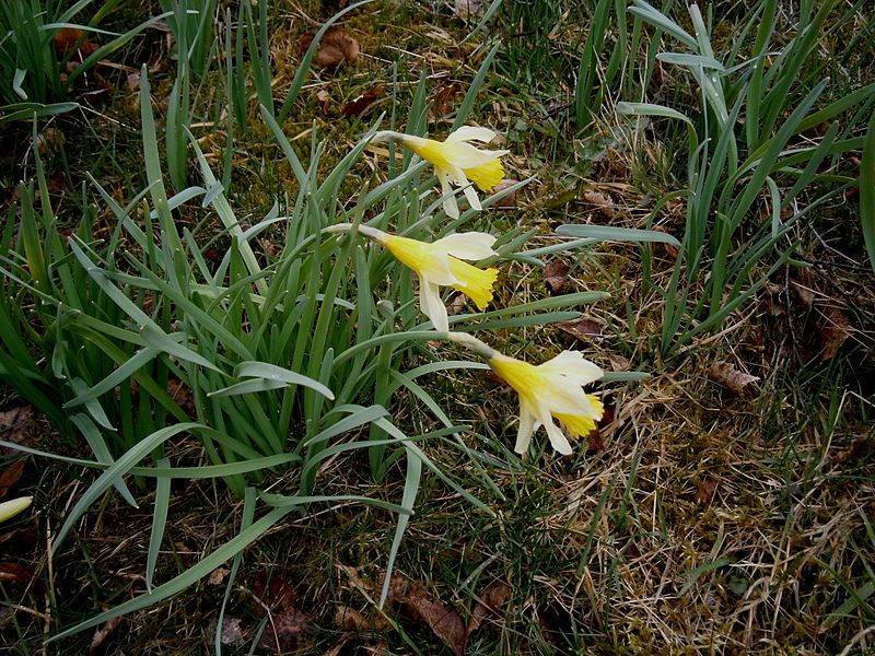 File:Narcissus pseudonarcissus (Ardennes).jpg