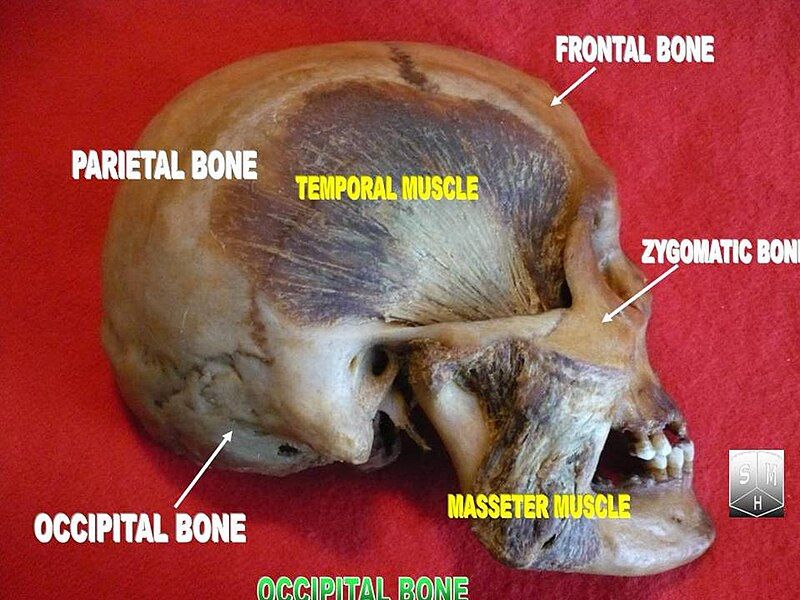 File:Occipital bone 2.jpg