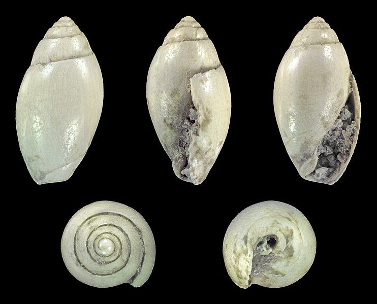 File:Olivella pusilla 01.jpg