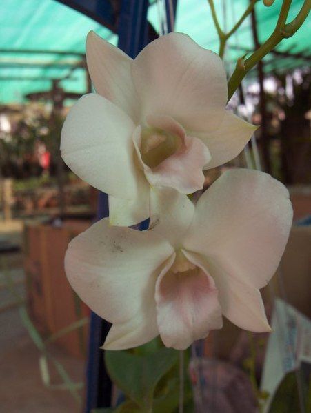 File:Orchid-16-KayEss-1.jpeg