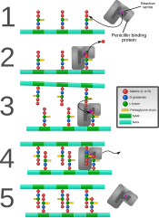 Penicillin binding protein forming cross-links in newly formed bacterial cell wall.