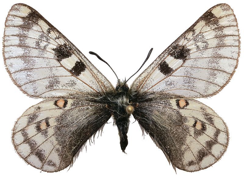 File:Parnassius simo ginghaensis.jpg