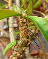 Pereskia tampicana