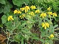 Phlomis russeliana