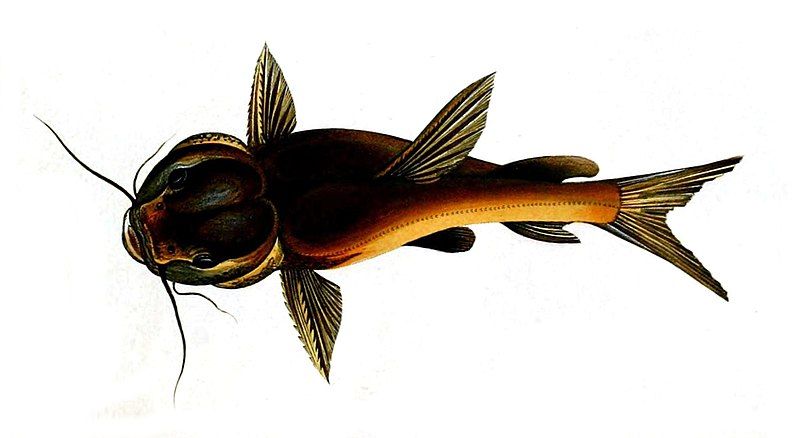 File:Phractocephalus gogra Sykes.jpg