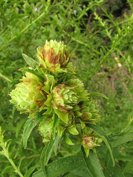 File:Procecidochares atra galls.jpg