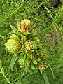 Gall of Procecidochares atra on Solidago