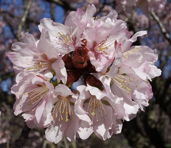 File:Prunus sargentii flowers.jpg