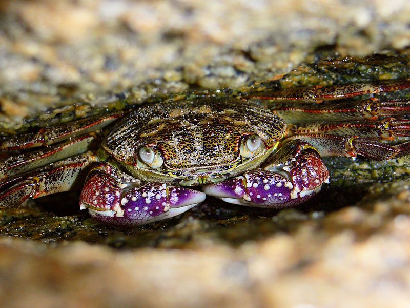 File:Purple rock crab444.jpg